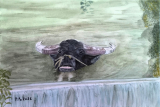 Buffle d'eau